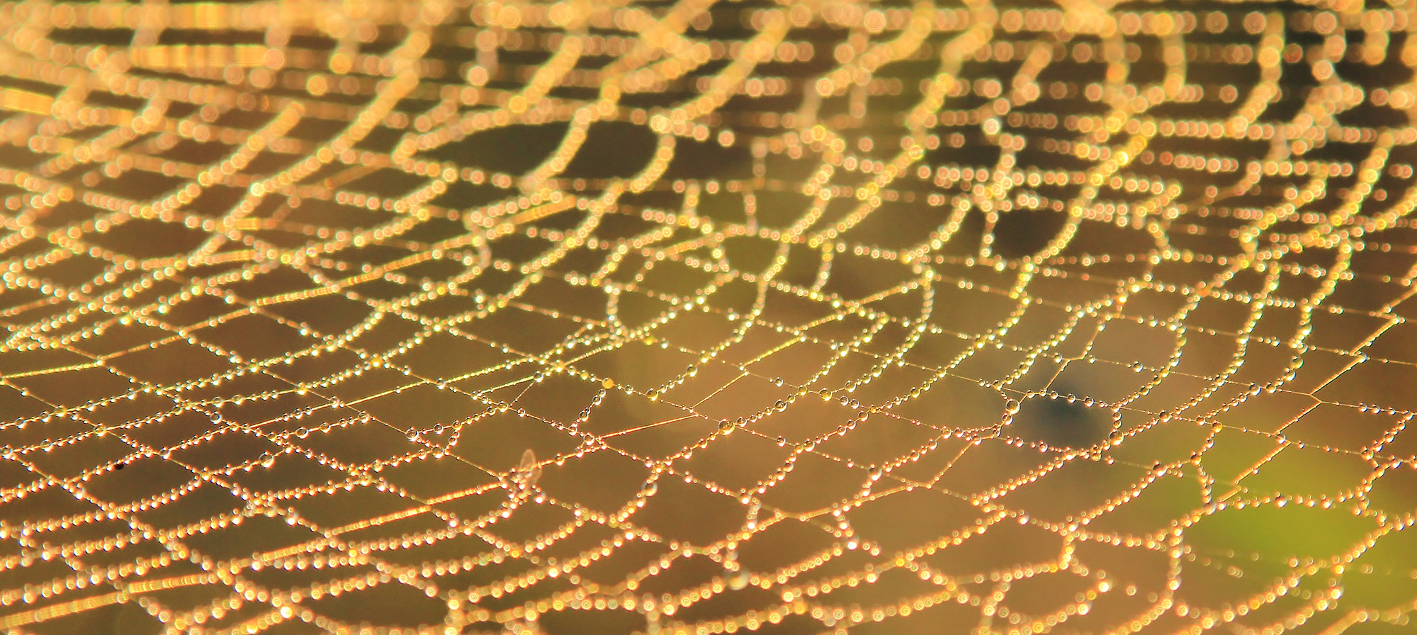 close-up of golden spider web